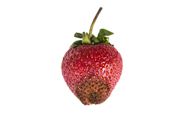 Flere kobler madspild med klimaforandringer