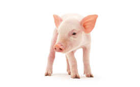 Vi husker dyrevelfærd, særligt når vi køber fersk kød