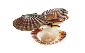 Dobbelt så mange kammuslinger i og nord for København