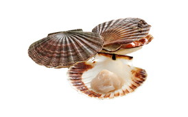 Dobbelt så mange kammuslinger i og nord for København