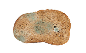 Én ud af fire smider mad ud ugentligt