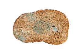 Én ud af fire smider mad ud ugentligt