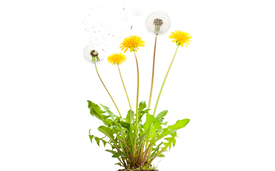 60% er i høj grad bekymrede for sprøjtemidler i grundvandet