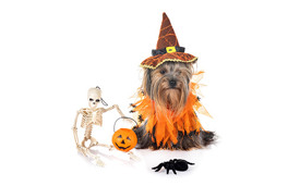 Én ud af fem pynter hjemmet til halloween