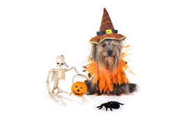 Én ud af fem pynter hjemmet til halloween